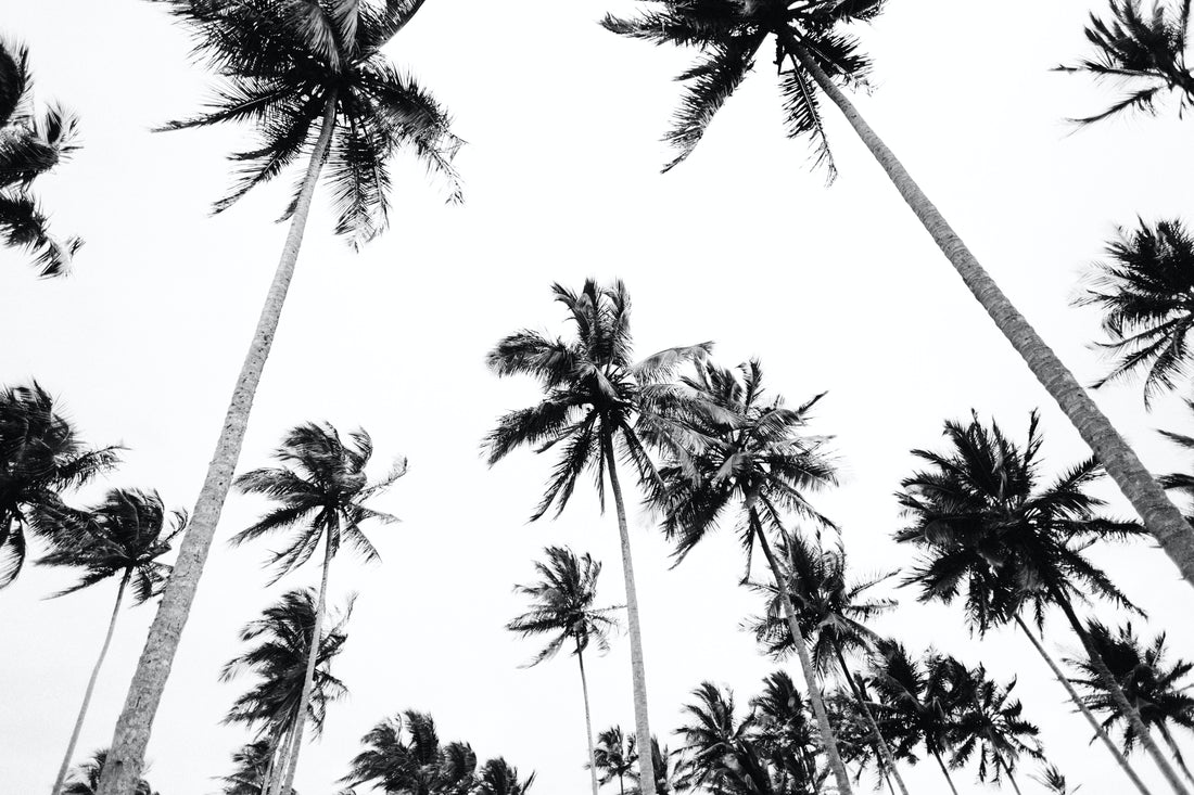 Looking up at palm trees in the wind 